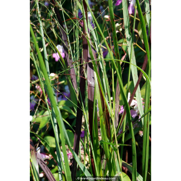 PANICUM virgatum 'H&auml;nse Herms'