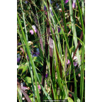 PANICUM virgatum 'H&auml;nse Herms'
