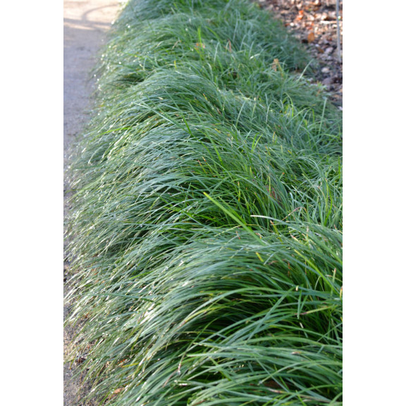 OPHIOPOGON japonicus