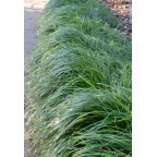 OPHIOPOGON japonicus