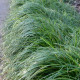 OPHIOPOGON japonicus