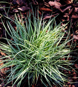 CAREX ornithopoda 'Variegata'