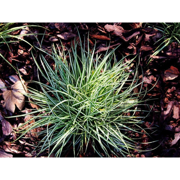 CAREX ornithopoda 'Variegata'