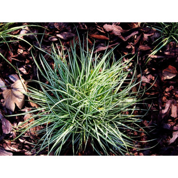 CAREX ornithopoda \'Variegata\'