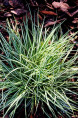 CAREX ornithopoda 'Variegata'