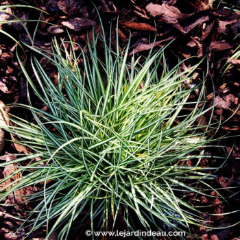 CAREX ornithopoda &#039;Variegata&#039;