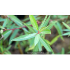 SALIX x pendulina var. elegantissima