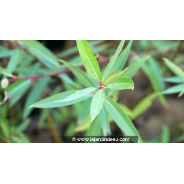SALIX x pendulina var. elegantissima