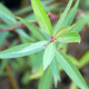 SALIX x pendulina var. elegantissima