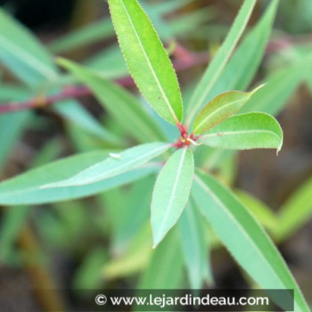 SALIX x pendulina var. elegantissima