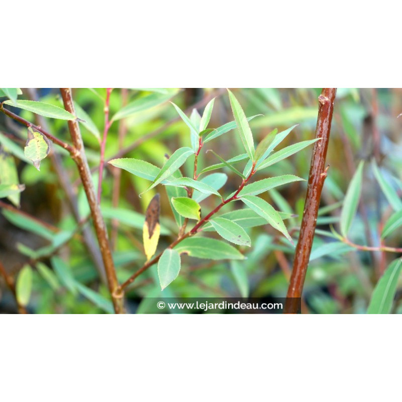 SALIX x pendulina var. elegantissima