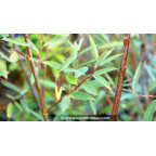 SALIX x pendulina var. elegantissima