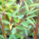 SALIX x pendulina var. elegantissima