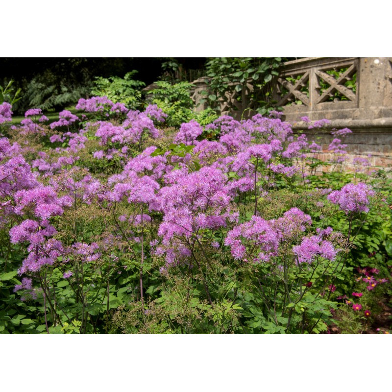 THALICTRUM aquilegifolium 'Thundercloud'
