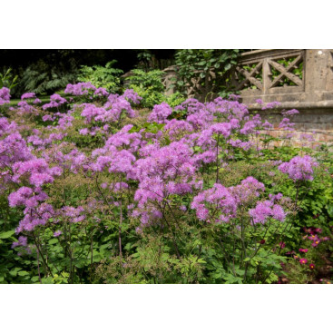 THALICTRUM aquilegifolium \'Thundercloud\'