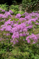 THALICTRUM aquilegifolium 'Thundercloud'