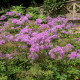THALICTRUM aquilegifolium 'Thundercloud'