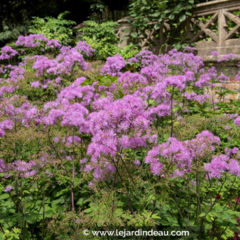 THALICTRUM aquilegifolium &#039;Thundercloud&#039;