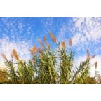 ARUNDO donax