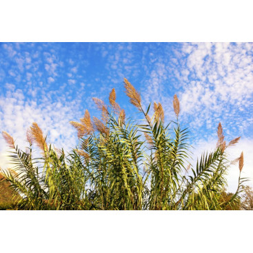 ARUNDO donax