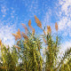 ARUNDO donax