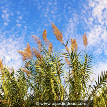 ARUNDO donax