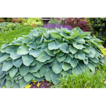 HOSTA \'Big Daddy\'
