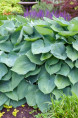 HOSTA 'Big Daddy'