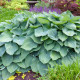 HOSTA 'Big Daddy'