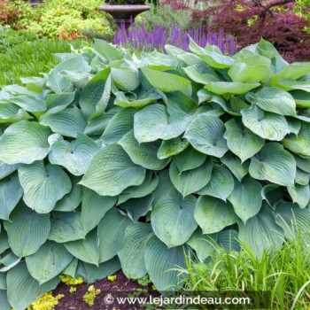 HOSTA &#039;Big Daddy&#039;