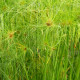 CYPERUS papyrus