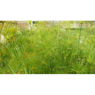 CYPERUS papyrus