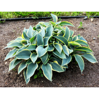 HOSTA fortunei \'Aureomarginata\'