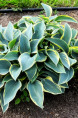 HOSTA fortunei 'Aureomarginata'