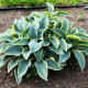 HOSTA fortunei 'Aureomarginata'