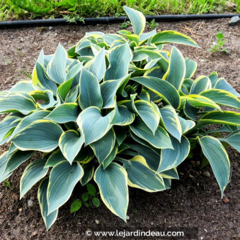 HOSTA fortunei &#039;Aureomarginata&#039;