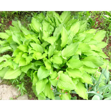 HOSTA \'Honeybells\'