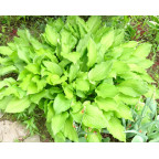 HOSTA 'Honeybells'
