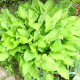 HOSTA 'Honeybells'