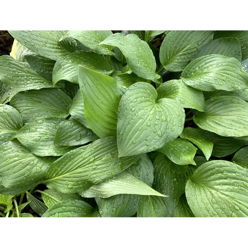 HOSTA 'Royal Standard'