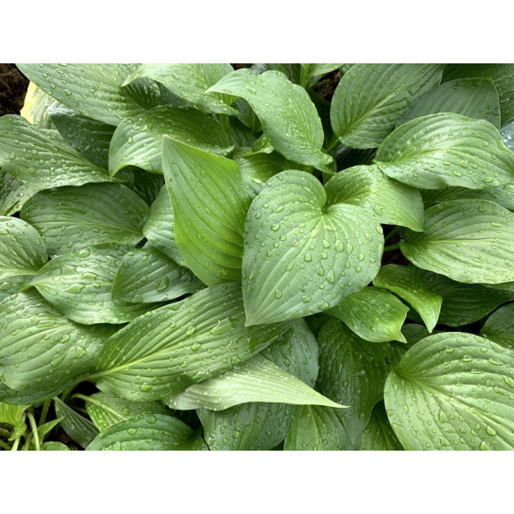 HOSTA 'Royal Standard'