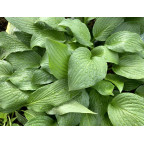 HOSTA 'Royal Standard'