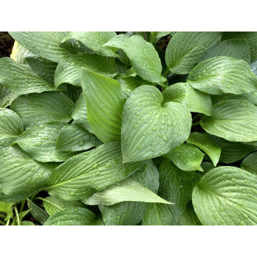 HOSTA \'Royal Standard\'