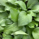 HOSTA 'Royal Standard'