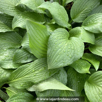 HOSTA &#039;Royal Standard&#039;