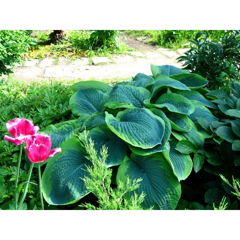 HOSTA 'Frances Williams' HOSTA 'Frances Williams'