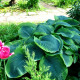 HOSTA 'Frances Williams'