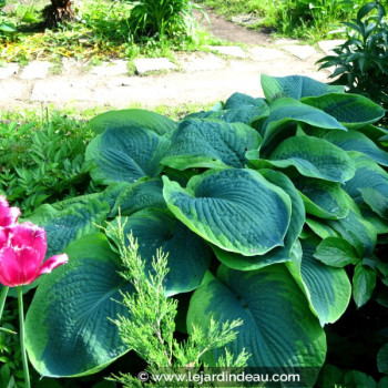 HOSTA &#039;Frances Williams&#039;