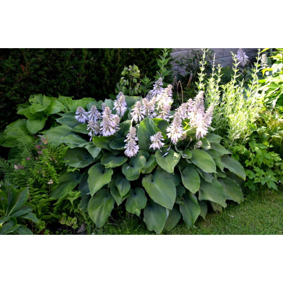 HOSTA 'Halcyon'