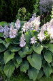 HOSTA 'Halcyon'